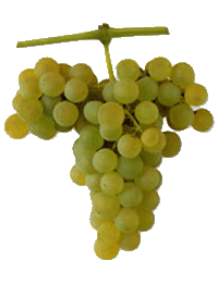 Smillon Grape